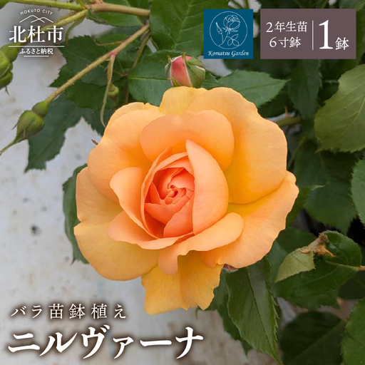 【2027年2月以降発送】バラ苗鉢植え「ニルヴァーナ」 [h190]