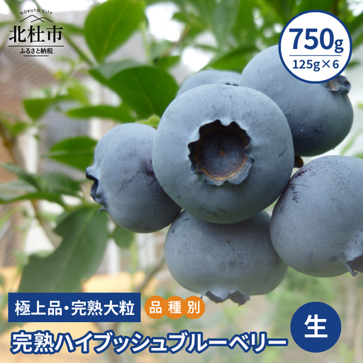 【2026年先行予約】【品種別】完熟ハイブッシュブルーベリー 750g(125g×6) [h127]