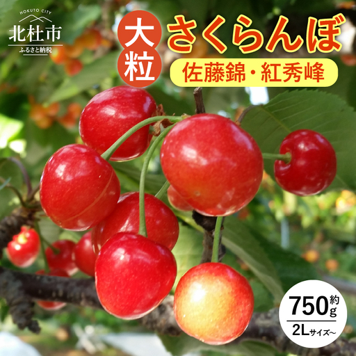 【2026年先行予約】八ヶ岳高原の大粒さくらんぼ 約750ｇ [h187]