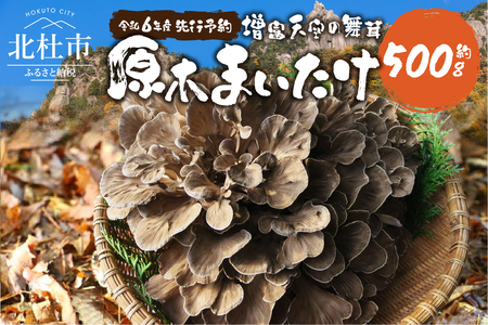 [令和6年産] 増富天空の舞茸 原木まいたけ 約500g