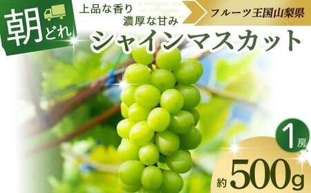 シャインマスカット 1房 約500g 山梨県産 産地直送 フルーツ 果物 くだもの ぶどう ブドウ 葡萄 シャイン シャインマスカット 新鮮 人気 おすすめ 国産 山梨 甲斐市 贈答 ギフト お取り寄せ 朝どれ