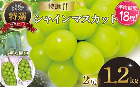 [2025年発送] 特選 シャインマスカット 2房 約1.2kg 先行予約 先行 予約 山梨県産 産地直送 フルーツ 果物 くだもの ぶどう ブドウ 葡萄 シャイン シャインマスカット 新鮮 人気 おすすめ 国産 贈答 ギフト お取り寄せ 山梨 甲斐市 AN-129