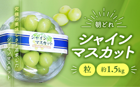 [2025年分発送] ご家庭用 訳あり シャインマスカット 粒 1.5kg 先行予約 先行 予約 つぶつぶ 山梨県産 産地直送 フルーツ 果物 くだもの ぶどう ブドウ 葡萄 シャイン シャインマスカット 新鮮 人気 おすすめ 国産 贈答 ギフト お取り寄せ 朝どれ 山梨 甲斐市