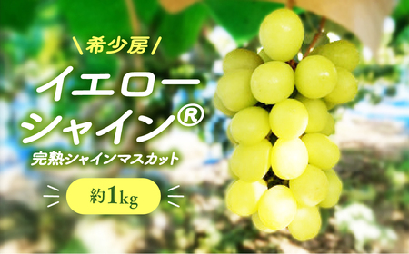 [2025年分発送] 希少房 イエローシャインR 2房 約1kg 先行予約 先行 予約 山梨県産 国産 産地直送 人気 おすすめ 贈答 ギフト お取り寄せ フルーツ 果物 くだもの ぶどう ブドウ 葡萄 イエローシャイン マスカット 新鮮 甘い 皮ごと 山梨 甲斐市