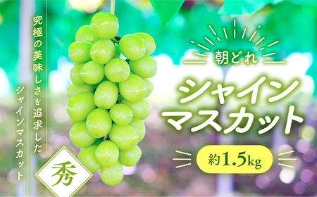 [2025年分発送]シャインマスカット 約1.5kg 先行予約 先行 予約 山梨県産 産地直送 フルーツ 果物 くだもの ぶどう ブドウ 葡萄 シャイン シャインマスカット 新鮮 人気 おすすめ 国産 山梨 甲斐市 贈答 ギフト お取り寄せ 朝どれ