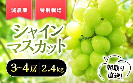 [2026年発送]『特別栽培』自然塾夏 シャインマスカット 約2.4kg 減農薬 先行予約 産地直送 フルーツ 果物 ぶどう 葡萄 BM-7