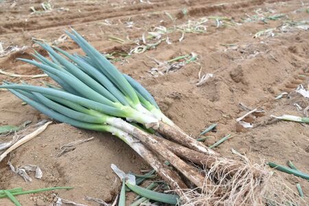 甲斐市産 原田さんちのこだわり長ネギ 約1kg[長ネギ ねぎ ネギ 野菜 やさい 新鮮 人気 山梨県 山梨 甲斐市 甲斐 農家直送 産地直送] AD-306