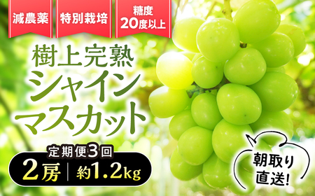 [先行予約]定期便 樹上完熟シャインマスカット(特別栽培)1.2kg/2房 3回
