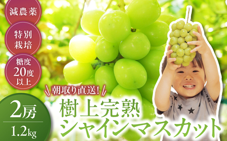 [2026年/令和8年発送]樹上完熟シャインマスカット(特別栽培)1.2kg/2房