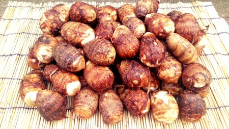 [先行予約]甲斐市産 八幡芋 Lサイズ 1.0kg 里芋 いも ミクニ農園