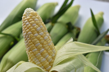 [先行予約 2026年]原田さんちのとうもろこし ドルチェドリーム 5kg