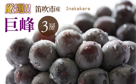 y2026Ns\zInakakaraII3[ (1.5~1.8kg)192-029