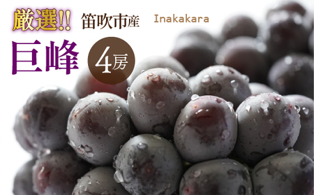 y2026Ns\zInakakaraII4[ (2~2.2kg)192-030