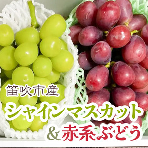 [25年発送先行予約]シャインマスカット&赤系ぶどう 各1房(2房合計1kg程度) 229-004