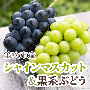 [25年発送先行予約]シャインマスカット&黒系ぶどう 各1房(2房合計1kg程度) 229-003