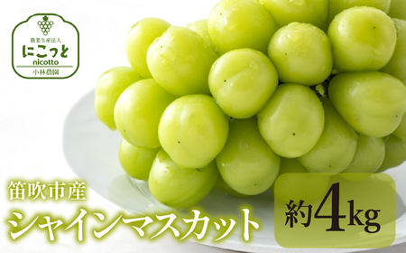 25Ns\񁄃VC}XJbg4kg 097-021