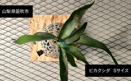 ビカクシダ Sサイズ [3月〜11月発送] 232-001 ふるさと納税 ヒガクシダ 植物 観葉植物 インテリア