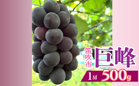 [2025年発送]山梨県笛吹市産 巨峰 1房 約500kg 230-011-a|ふるさと納税 巨峰 葡萄 ぶどう 果物 フルーツ 笛吹市 国産 旬 山梨県 送料無料