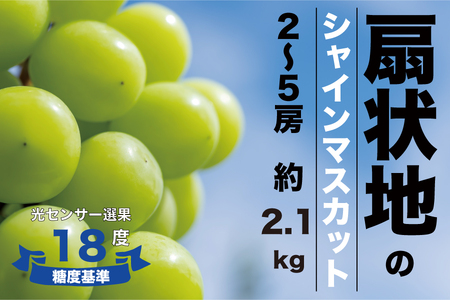 [糖度検査済]扇状地のシャインマスカット 2-5房 約2.1kg[2025年発送] 肥沃な大地と沢山の日光で育ったシャインマスカット[バイパス清果園]FN-Limited 206-012-FN