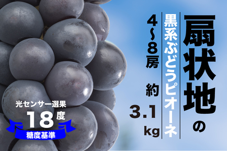 [糖度検査済]扇状地のピオーネ 4-8房 約3.1kg[2025年発送]肥沃な大地と沢山の日光で育ったピオーネ[バイパス清果園]FN-Limited 206-014-FN