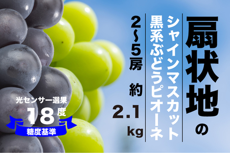 [糖度検査済]シャインマスカットとピオーネの詰合せ 2-5房 合計約2.1kg[2025年発送]肥沃な大地と沢山の日光で育った扇状地のブドウ[バイパス清果園]FN-Limited 206-015-FN