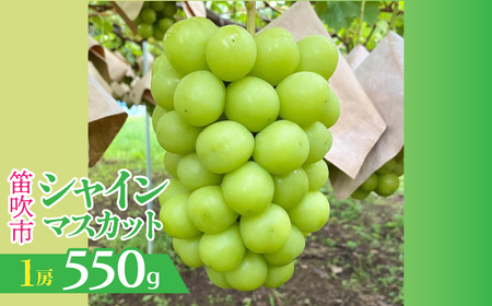 [2026年発送★先行予約]山梨県笛吹市産 シャインマスカット 1房 約550g 230-009-26y
