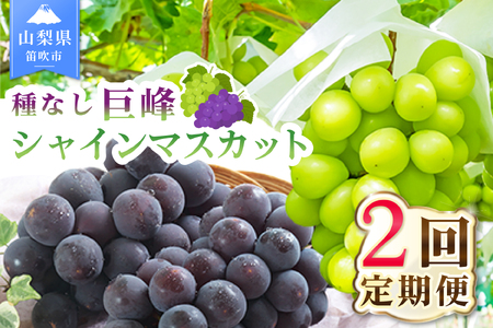 [2026年発送 先行予約]2回定期便 旬のフルーツ定期便(種無し黒葡萄1房・シャインマスカット1房)180-023-26y