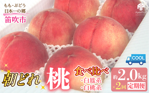 [2026年発送先行予約]笛吹市産 山梨朝どれ桃2kg×2回配送(白鳳系・白桃系) 定期便 2回(クール便)205-023-26y