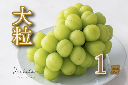 y2026Ns\zInakakara {̑嗱&[VC}XJbg1[ (700gj 192-001