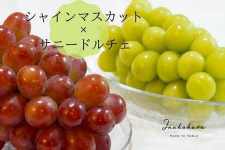 y2026Ns\zInakakara@{̃VC}XJbgƃTj[h`F̋lߍ킹@O[i1.7~1.8kgj 192-007