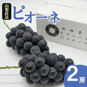 [25年発送先行予約]厳選!! 池田青果のピオーネ 1.0kg 2房173-008