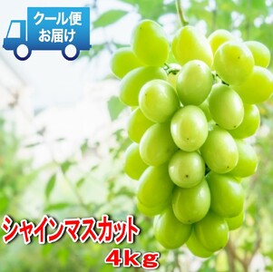 y2026Ns\zS̃N[֔@nɎYn@VC}XJbg 4kg (6`8[) 179-003-26y