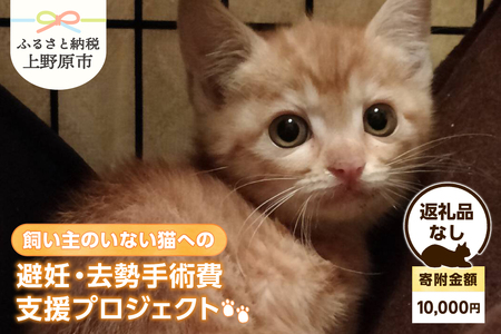 飼い主のいない猫への避妊・去勢手術費支援プロジェクト【返礼品なし】（寄附金額：10,000円）