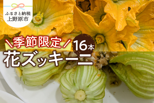 2026年先行予約★[関東甲信越エリア限定]＼季節限定/花ズッキーニ(16本入り)