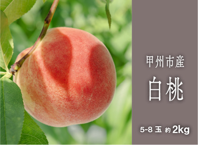 bBsn wÂL鏃̉ʎx2kg 5`8ʁy2026NziSHPjB15-458  t[c