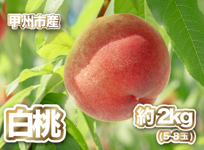 [産直 甲州市 白桃 約2kg]50年以上受継ぐ目利き力![2025年発送](PJ)B15-166[白桃 桃 もも モモ 令和7年発送 期間限定 山梨県産 甲州市 フルーツ 果物]