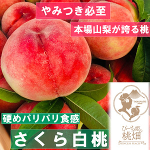 [硬めパリパリ食感のさくら白桃ブランド]隠れ人気が高い人気No.1の品種 約1kg[2025年発送](PMK)B17-112[さくら白桃 桃 もも モモ 令和7年発送 期間限定 山梨県産 甲州市 フルーツ 果物]