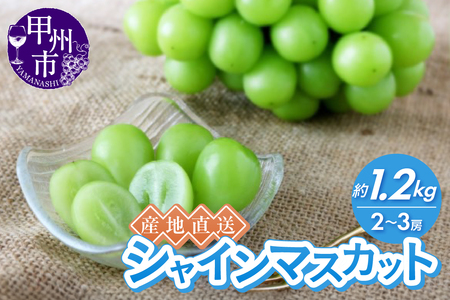 産地直送やみつきシャインマスカット 約1.2kg（2～3房）【2025年発送】（RC）B12-435 【シャインマスカット 葡萄 ぶどう ブドウ 令和7年発送 期間限定 山梨県産 甲州市 フルーツ 果物】