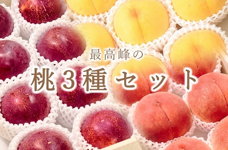 [定期便]甲州市自慢の大玉桃3種セット “大玉桃"“大玉貴陽"“大玉黄金桃" 3種の桃セット 自然農法[2024年発送](BNC)I3-101[桃 もも モモ ピーチ すもも スモモ 期間限定]