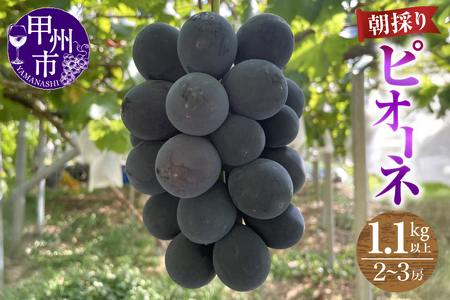 [農家直送][クール便でお届け]ピオーネ 1.1kg以上(2〜3房入)[2026年発送](ABE)B12-901 ピオーネ フルーツ