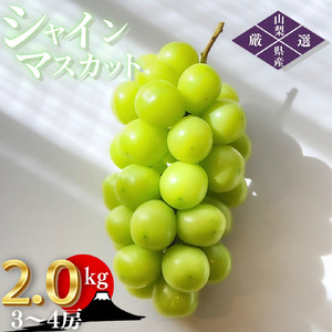 シャインマスカット 約2.0kg（3～4房）山梨県甲州市 産地直送【2025年発送】（ORJ）B17-801 【 シャインマスカット 葡萄 ぶどう ブドウ 令和7年発送 期間限定 山梨県産 甲州市 フルーツ 果物】