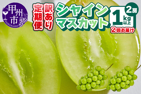 [定期便]訳あり 山梨のシャインマスカット 2房1kg以上 全2回[2025年発送](AGB)B17-875[シャインマスカット 葡萄 ぶどう ブドウ 令和7年発送 期間限定 山梨県産 甲州市 フルーツ 果物]