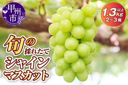 旬の採れたて大粒シャインマスカット1.3kg以上(2房〜3房)[令和8年 2026年発送](HO)B12-150 シャインマスカット フルーツ