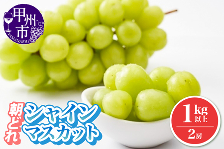 朝どれ シャインマスカット 1.0kg以上 2房 農家直送【2026年発送】（IS）B-476 シャインマスカット フルーツ