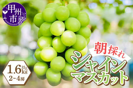 ӂ߂čō̒̂VC}XJbg肵܂I1.6kgȏi2`4[jy2026NziLMSjB15-816 VC}XJbg t[c