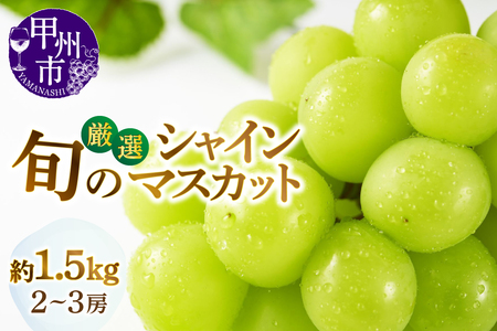 甲州市産厳選旬のシャインマスカット 約1.5kg 2房〜3房入り[2025年発送](MG)B14-002[シャインマスカット 葡萄 ぶどう ブドウ 令和7年発送 期間限定 山梨県産 甲州市 フルーツ 果物]