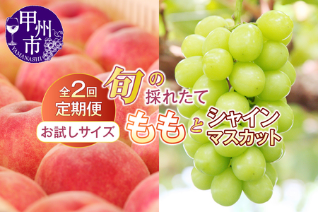 [定期便][お試しサイズ]旬の採れたて2回定期便(桃・シャインマスカット)[2025年発送](HO)B14-1410 [桃 もも モモ シャインマスカット 葡萄 ぶどう ブドウ 令和7年発送 期間限定 山梨県産 甲州市 フルーツ 果物]
