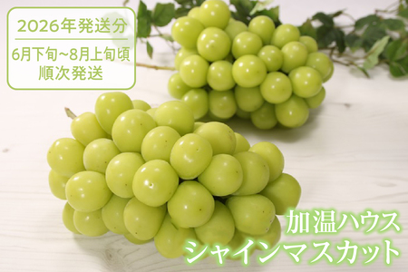 クール配送 加温ハウス「マルエス農園」シャインマスカット 合計1.2kg以上(2〜3房)[2026年発送](MS)D-121 シャインマスカット フルーツ