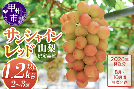 クール配送 山梨県限定品種 サンシャインレッド 合計1.2kg以上[2026年発送](MS)D-127 ぶどう フルーツ