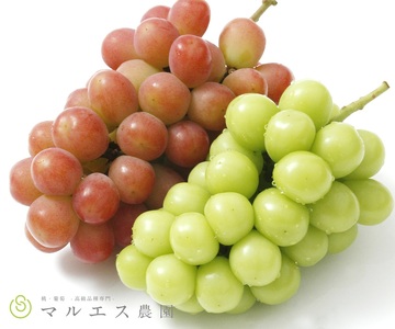 クール配送 加温ハウス サンシャインレッド シャインマスカット 合計1.2kg以上[2026年発送](MS)D-162 サンシャインレッド シャインマスカット フルーツ